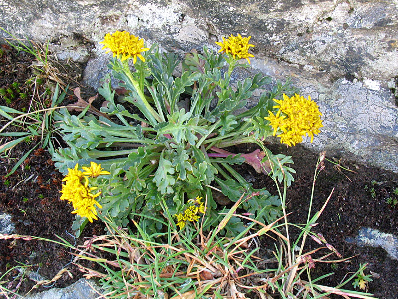 Jacobaea carniolica  / Senecione della Carniola
